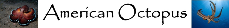 American Octopus